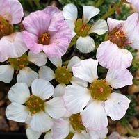 Saxifraga  'Cumulus'